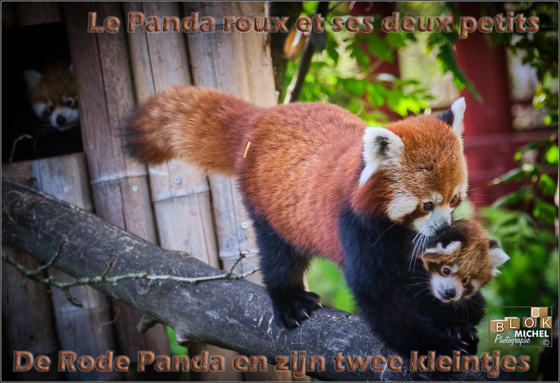 Pairi Daiza Koala, Panda roux – Rode sept 2020
